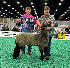Reserve Champion NC Lincoln Ram